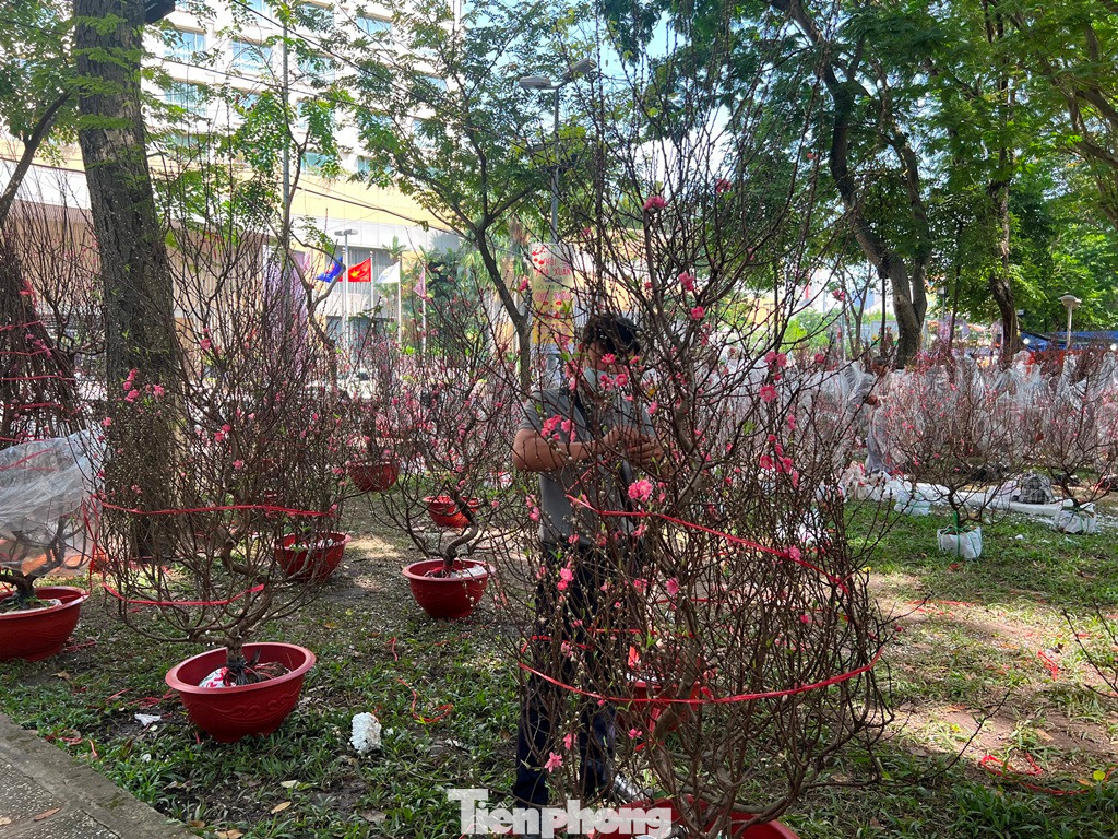 Đào năm nay đẹp, giá rẻ hơn 50% so với năm ngoái nhưng vắng khách mua