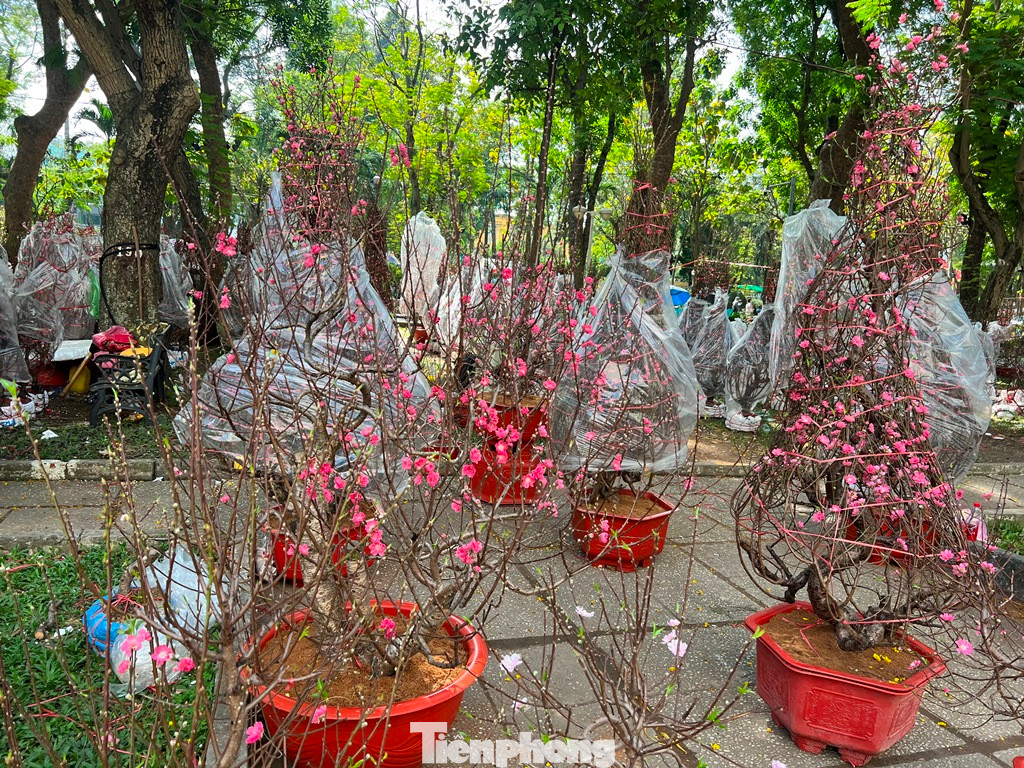 Đào khoe sắc thắm nhưng có nguy cơ ép rác vì không có khách mua.