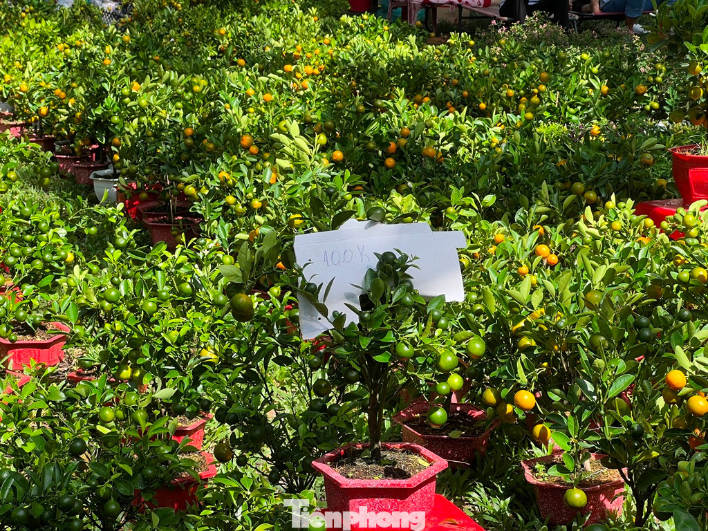 Tiểu thương treo giá 100.000 đồng/chậu nhưng cả trăm chậu tắc vẫn còn chờ khách.