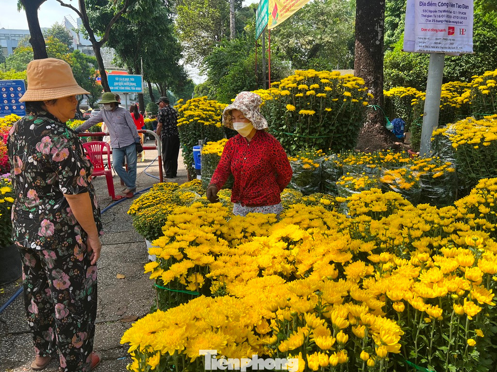 Cúc to, đẹp 100.000 đồng/chậu.