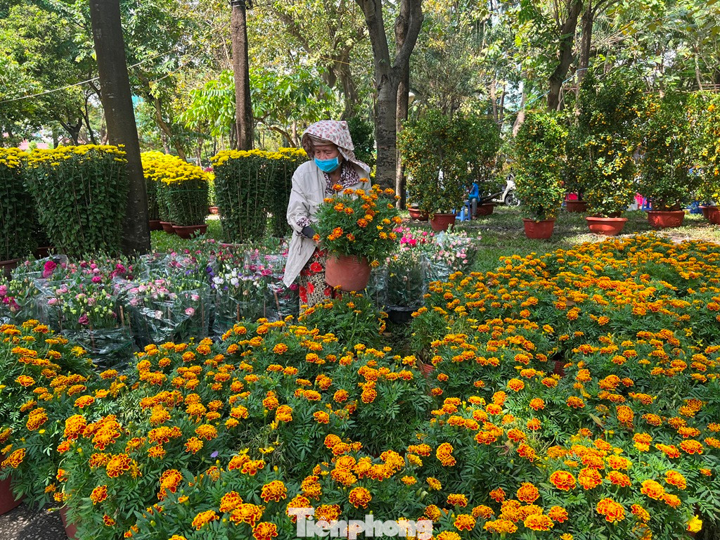 Cúc thọ năm nay được ưa chuộng vì mới lạ nhưng cũng còn rất nhiều.