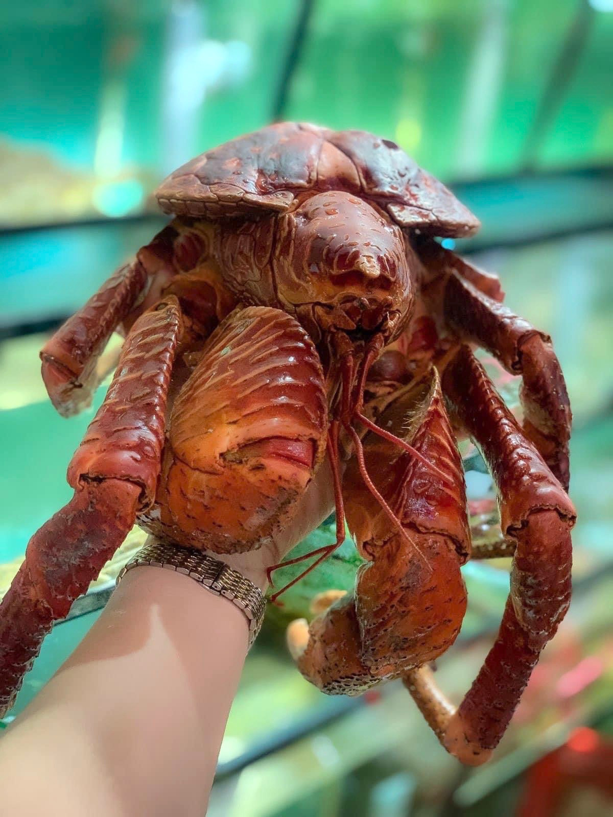 Dù có giá tới gần chục triệu đồng/con nhưng vẫn có khách chi tiền mua thưởng thức. Tuy nhiên do loại cua này hiếm gặp nên khách phải chờ đợi và đặt trước khá lâu. Dù có giá tới gần chục triệu đồng/con nhưng vẫn có khách chi tiền mua thưởng thức. Tuy nhiên do loại cua này hiếm gặp nên khách phải chờ đợi và đặt trước khá lâu.