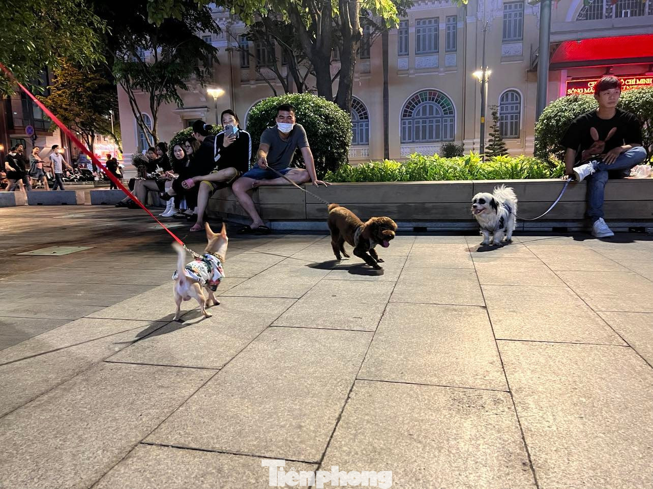 Càng về khuya, lượng chó mèo đưa đến phố đi bộ Nguyễn Huệ càng nhiều. Chúng tự do chạy nhảy khắp nơi, thậm chí phóng uế bừa bãi ngay trên đường nhưng không phải người chủ nào cũng có ý thức thu dọn.