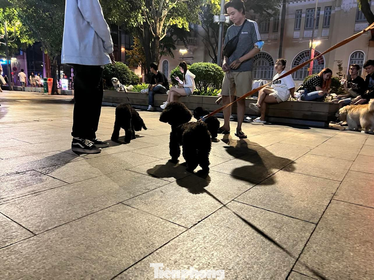 Đa số cún cưng có mặt tại phố đi bộ Nguyễn Huệ đều là các giống chó ngoại, có những con rất to lớn... Chị Minh Trang (nhân viên văn phòng ở quận 3) cho biết: "Ở đây hầu như không ai quan tâm đến quy định cấm đưa chó mèo đến phố đi bộ Nguyễn Huệ".