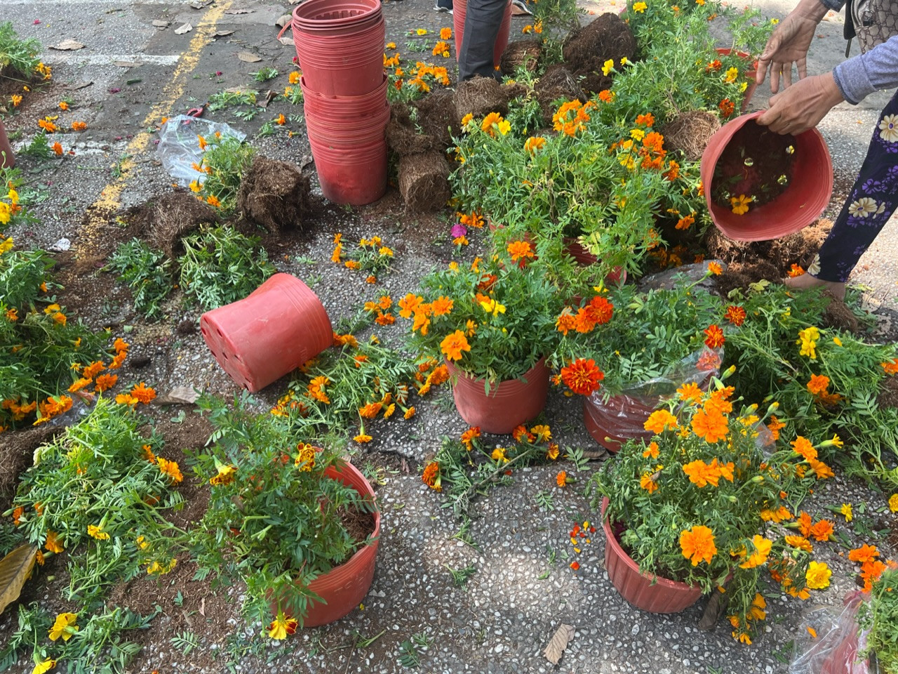 Hoa sau khi bị cắt bỏ nằm la liệt dưới đất chờ nhân viên vệ sinh đến quét dọn, cho lên xe rác.