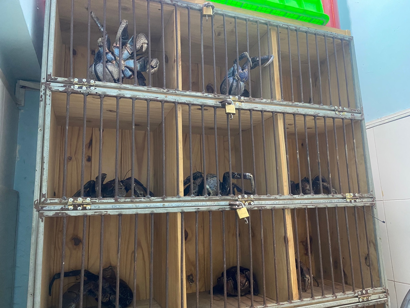 Những con cua được nhốt riêng trong từng chuồng. Những con cua được nhốt riêng trong từng chuồng.