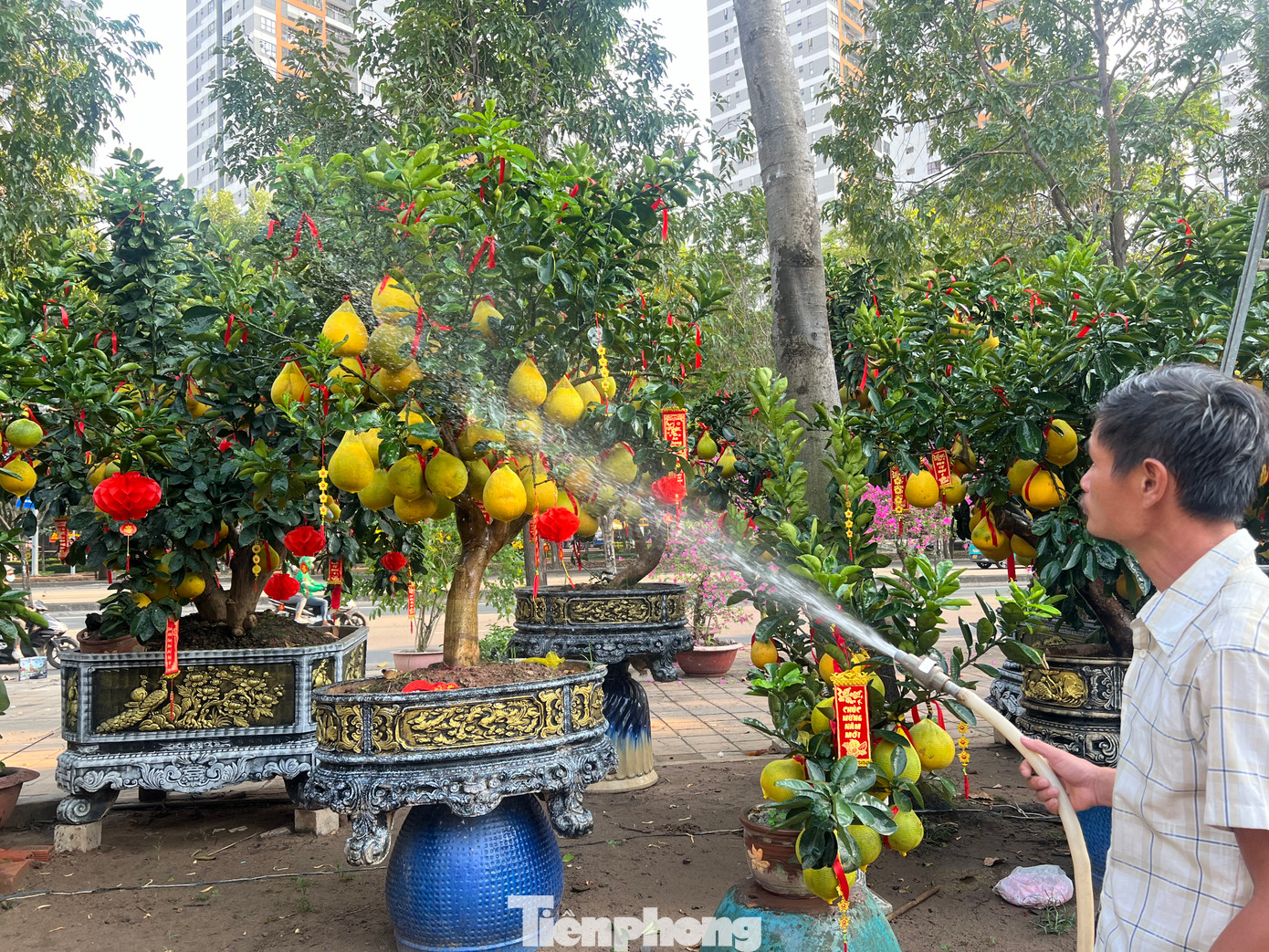 Gần sáu năm nhập bưởi Diễn bán Tết, anh Hoàng Phương, chủ vườn Hoàng Phương cho biết: “Năm nay thời tiết thuận lợi nên cây bưởi sung sức, quả to đẹp hơn mọi năm. Chúng tôi đã nhập về gần 60 cây. Khách đến xem và đặt mua khá nhiều. Nếu tình hình khả quan, tôi sẽ nhập thêm để phục vụ người chơi” – anh Phương nói. Gần sáu năm nhập bưởi Diễn bán Tết, anh Hoàng Phương, chủ vườn Hoàng Phương cho biết: “Năm nay thời tiết thuận lợi nên cây bưởi sung sức, quả to đẹp hơn mọi năm. Chúng tôi đã nhập về gần 60 cây. Khách đến xem và đặt mua khá nhiều. Nếu tình hình khả quan, tôi sẽ nhập thêm để phục vụ người chơi” – anh Phương nói.