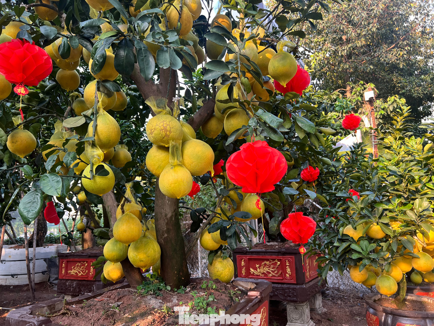 Những cây bưởi Diễn nhuộm vàng cả đoạn đường. Những cây bưởi Diễn nhuộm vàng cả đoạn đường.