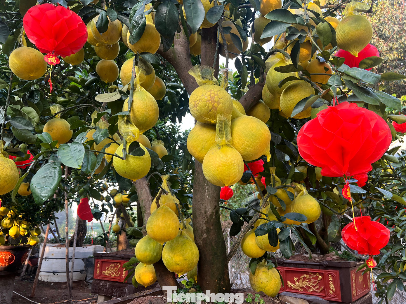 Vài ngày qua, các nhà vườn chuyên kinh doanh cây kiểng trên đường Mai Chí Thọ (TP Thủ Đức, TPHCM) đã bắt đầu nhập những chậu bưởi Diễn. Vài ngày qua, các nhà vườn chuyên kinh doanh cây kiểng trên đường Mai Chí Thọ (TP Thủ Đức, TPHCM) đã bắt đầu nhập những chậu bưởi Diễn.