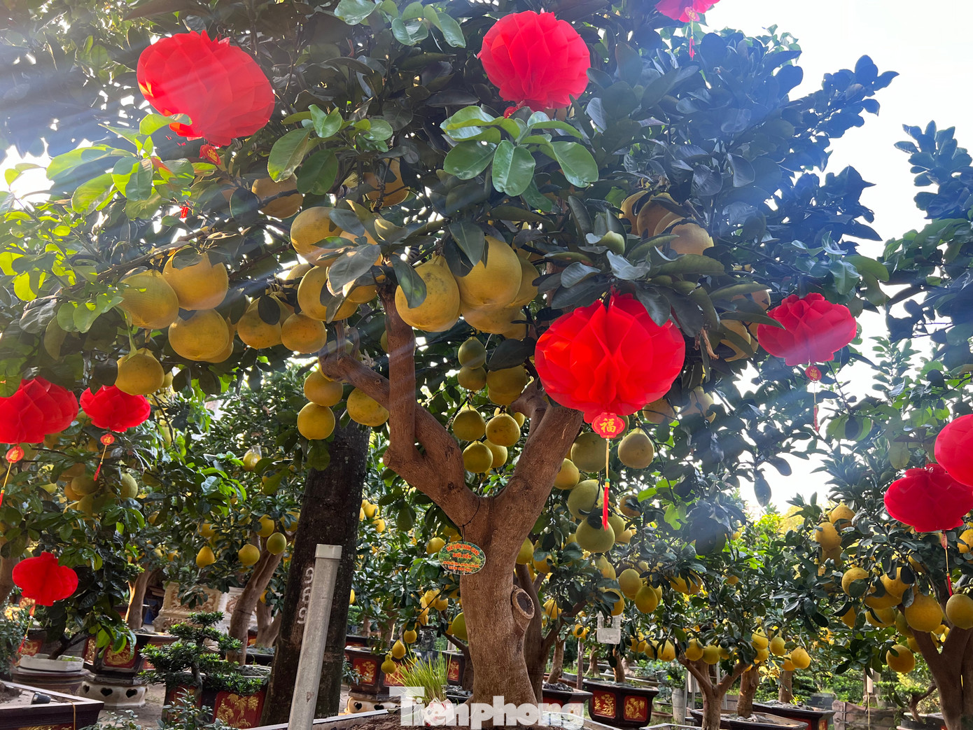 “Dù năm nay chi phí vận chuyển, nhân công, giá xăng dầu đều tăng nhưng giá mỗi cây bưởi Diễn chơi Tết không tăng, thậm chí còn giảm. Nếu khách không mua thì vẫn có thể thuê cây chơi Tết, giá chỉ khoảng 50% giá bán, thời gian cho thuê đến hết rằm tháng Giêng” – chủ vườn nói. “Dù năm nay chi phí vận chuyển, nhân công, giá xăng dầu đều tăng nhưng giá mỗi cây bưởi Diễn chơi Tết không tăng, thậm chí còn giảm. Nếu khách không mua thì vẫn có thể thuê cây chơi Tết, giá chỉ khoảng 50% giá bán, thời gian cho thuê đến hết rằm tháng Giêng” – chủ vườn nói.