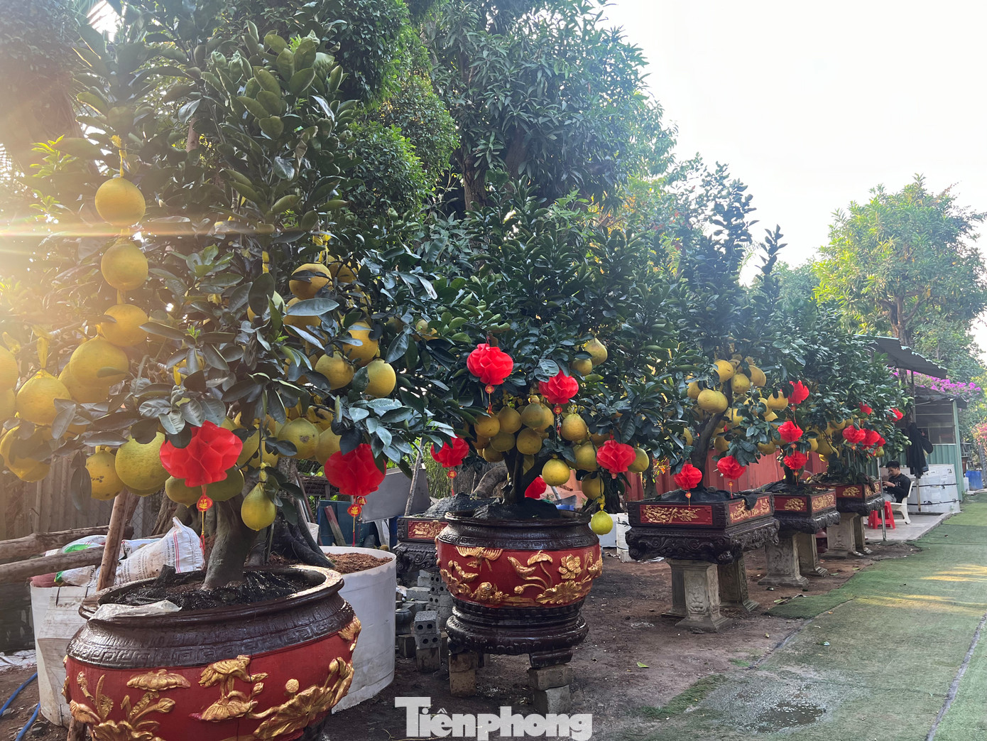 Tùy chậu cây lớn nhỏ, dáng cây, số lượng trái mà có giá khác nhau. Theo các nhà vườn, trong ít ngày tới, số lượng bưởi về thành phố nhiều hơn. Tùy chậu cây lớn nhỏ, dáng cây, số lượng trái mà có giá khác nhau. Theo các nhà vườn, trong ít ngày tới, số lượng bưởi về thành phố nhiều hơn.