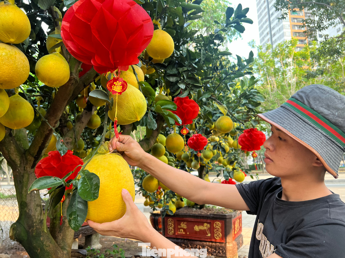 Cẩn thận kiểm tra từng quả bưởi, nhặt lá khô, tỉa tót lại từng nhánh cây rồi thắt thêm chiếc nơ đỏ, câu chúc Tết lên cành bưởi, chủ vườn Thanh Giang chia sẻ: Bưởi Diễn có nhiều phân khúc giá để khách chọn lựa. Cụ thể, bưởi cỡ nhỏ có giá bán từ 3 - 4 triệu đồng/chậu, tầm trung có giá từ 10 - 30 triệu đồng/chậu. Còn chậu lớn có giá 50 - 60 triệu đồng/chậu. Cẩn thận kiểm tra từng quả bưởi, nhặt lá khô, tỉa tót lại từng nhánh cây rồi thắt thêm chiếc nơ đỏ, câu chúc Tết lên cành bưởi, chủ vườn Thanh Giang chia sẻ: Bưởi Diễn có nhiều phân khúc giá để khách chọn lựa. Cụ thể, bưởi cỡ nhỏ có giá bán từ 3 - 4 triệu đồng/chậu, tầm trung có giá từ 10 - 30 triệu đồng/chậu. Còn chậu lớn có giá 50 - 60 triệu đồng/chậu.