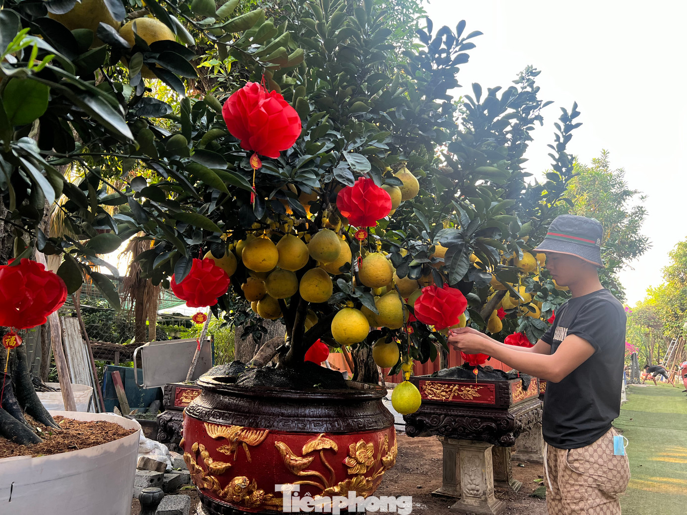 Theo tìm hiểu, bưởi Diễn được trồng ở nhiều địa phương phía Bắc như Hưng Yên, Phú Thọ, Bắc Giang, Thái Nguyên… Do bưởi Diễn nhiều trái tròn, sum xuê mang ý nghĩa đủ đầy, sung túc, đem lại nhiều may mắn cho gia chủ trong năm mới nên được dân chơi kiểng rất ưa chuộng. Theo tìm hiểu, bưởi Diễn được trồng ở nhiều địa phương phía Bắc như Hưng Yên, Phú Thọ, Bắc Giang, Thái Nguyên… Do bưởi Diễn nhiều trái tròn, sum xuê mang ý nghĩa đủ đầy, sung túc, đem lại nhiều may mắn cho gia chủ trong năm mới nên được dân chơi kiểng rất ưa chuộng.