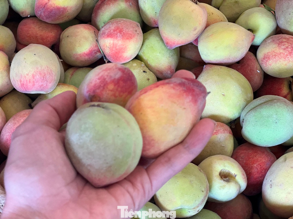 Đào mỏ quạ - đặc sản Sa Pa có quả nhỏ nhưng chắc, giòn và không có vị chát, giá chỉ 35.000 đồng/kg. Khách mua từ 2-3 kg để “đổi vị” trong những ngày lễ.