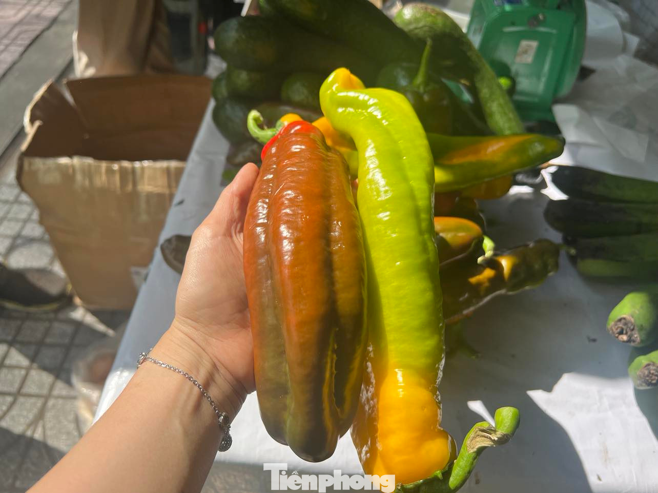 Mỗi trái ớt trái cây đều có độ dài "khủng", màu vàng và đỏ bắt mắt. Mỗi trái ớt trái cây đều có độ dài "khủng", màu vàng và đỏ bắt mắt.