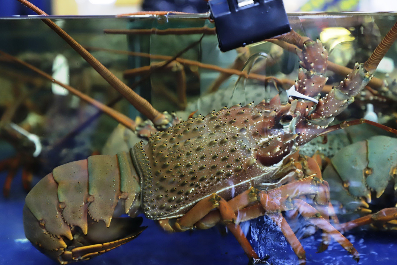 Mỗi con tôm có giá gần 2,3 triệu đồng/kg, con trưởng thành nặng đến 5 kg, giá hơn 10 triệu đồng/con. Mỗi con tôm có giá gần 2,3 triệu đồng/kg, con trưởng thành nặng đến 5 kg, giá hơn 10 triệu đồng/con.