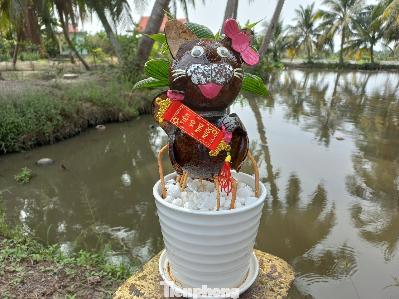 Chú mèo ngộ nghĩnh còn được trang trí nơ hồng điệu đà. Sản phẩm rất dễ chăm sóc, chỉ cần tưới ít nước là đủ cho cây tươi tốt.