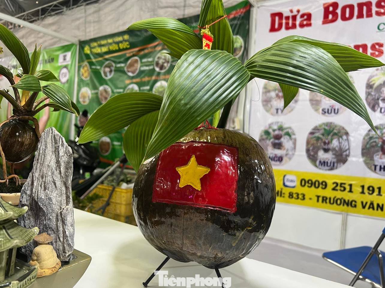 Các loại dừa như xiêm xanh, xiêm đỏ, dừa sọc, dừa đột biến, dừa lá cẩm thạch đều có thể làm bonsai nhưng thị trường chuộng nhất là dừa xiêm hồng và dừa Tam Quan do lá có màu rất đẹp.