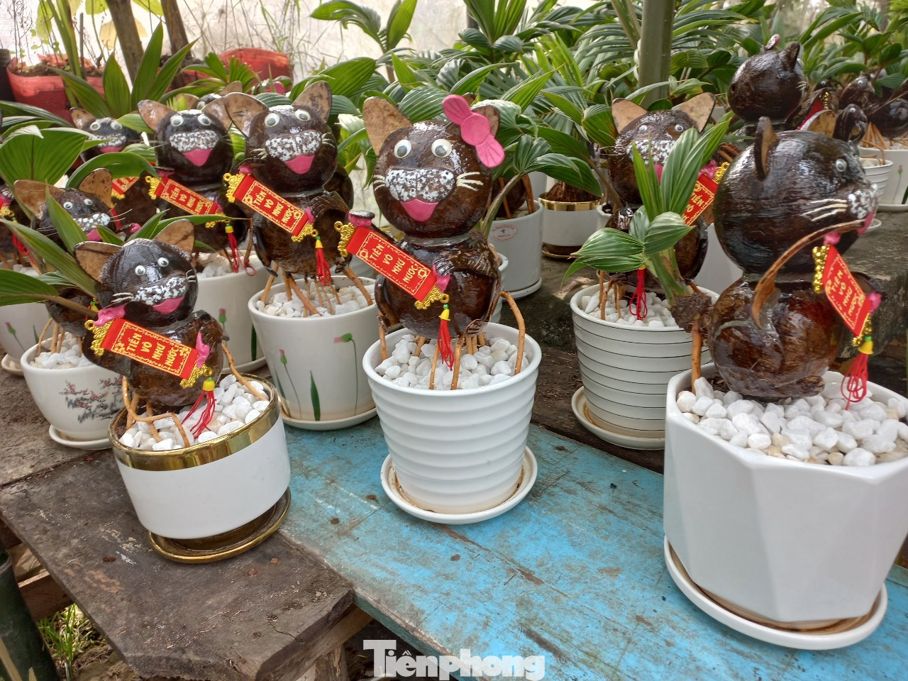 Để thành hình một chậu dừa bonsai hình mèo như ý, người nghệ nhân phải mất từ 6-8 tháng. Trái dừa được chọn để làm bonsai phải có gáo tròn đều. Trái dừa sau khi ươm lên chồi 1- 2 cm sẽ tiến hành lột vỏ và cạo mụn dừa trên gáo, sau đó tạo hình dần dần.