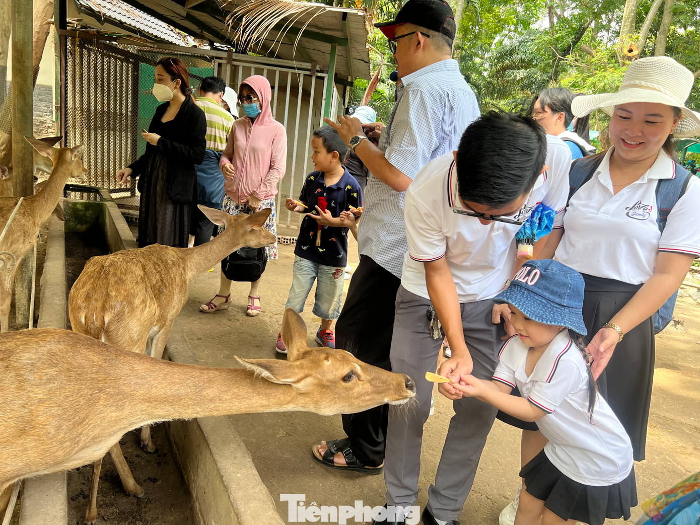 Những chú nai nhỏ được trẻ em thích nhất vì có thể trực tiếp cho ăn, được sờ đầu, vuốt ve