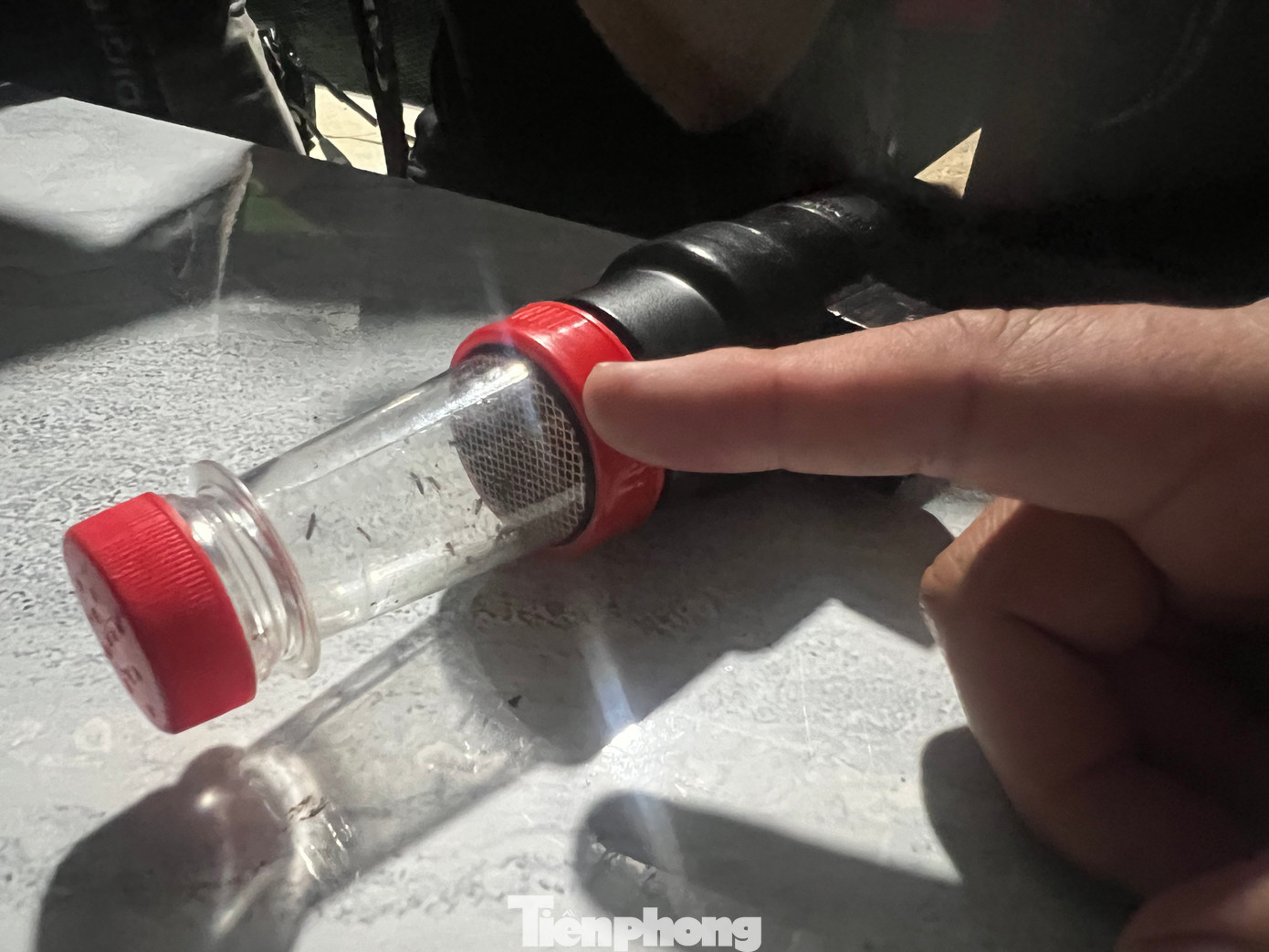 Mỗi đêm, các nhân viên bắt được gần cả trăm con muỗi sau mỗi lần cho "ăn mồi".