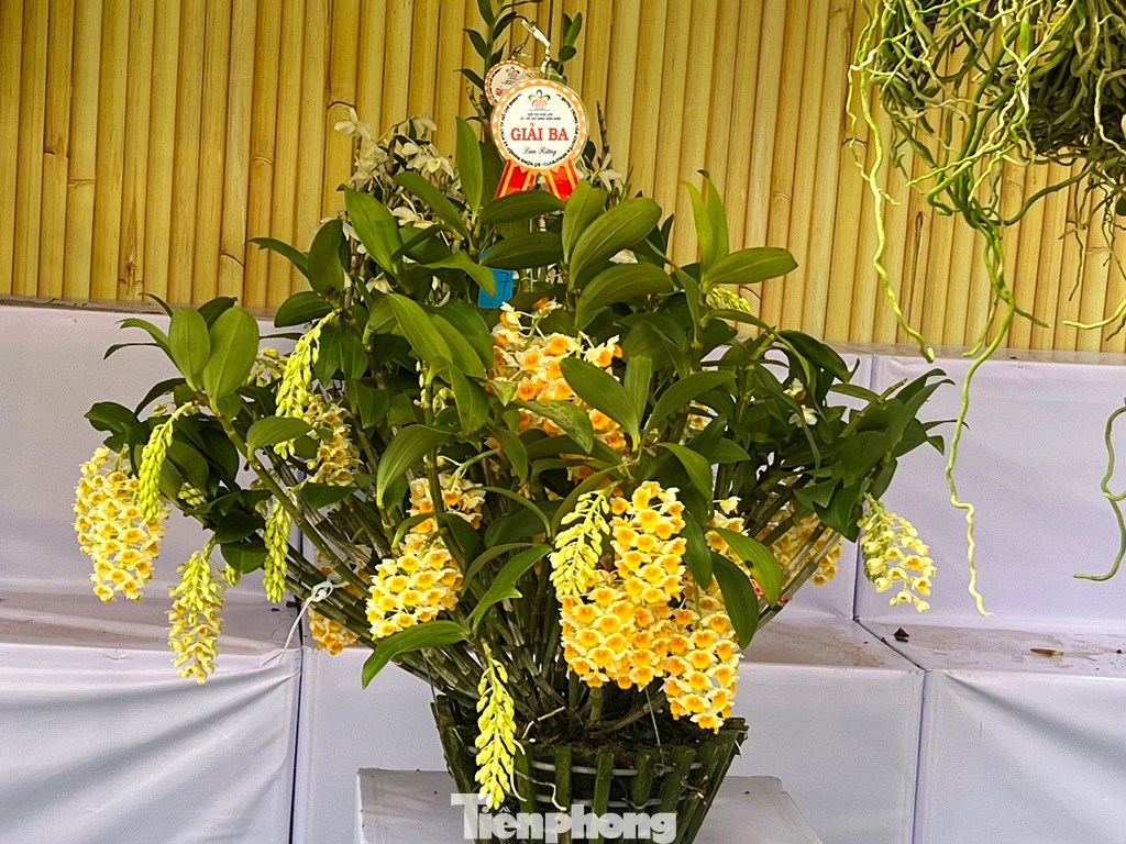 Tác phẩm hoa lan đạt giải ba được trưng bày cho khách thưởng lãm