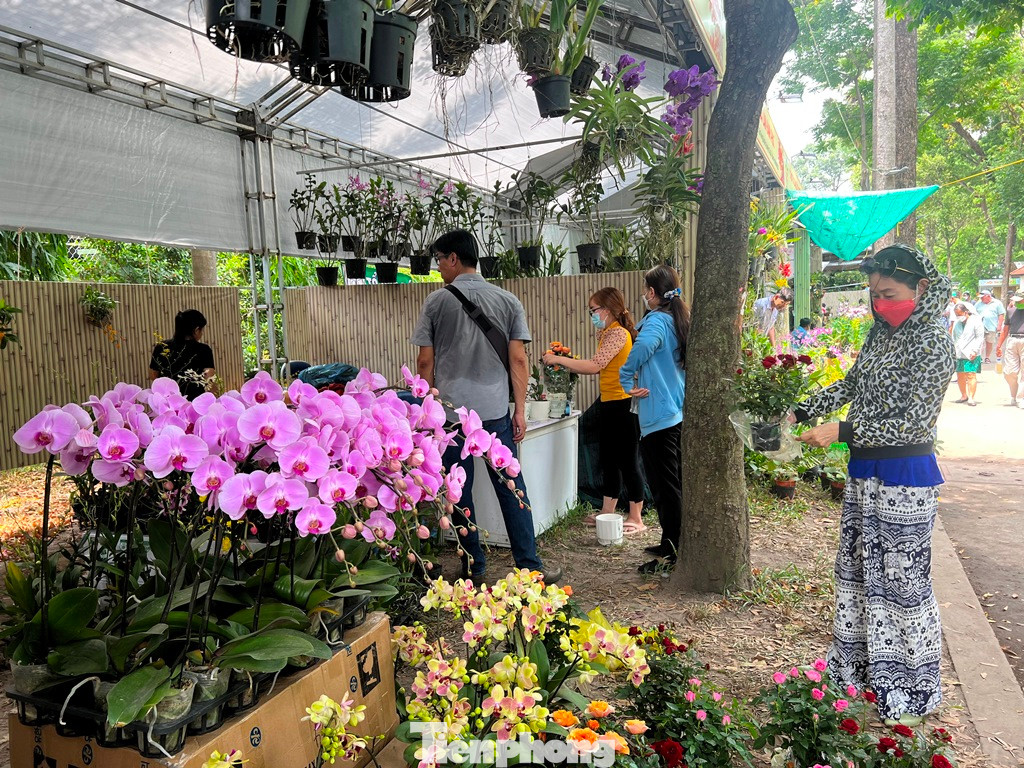 Những cành lan khoe sắc chỉ có giá từ 50.000-80.000 đồng/chậu