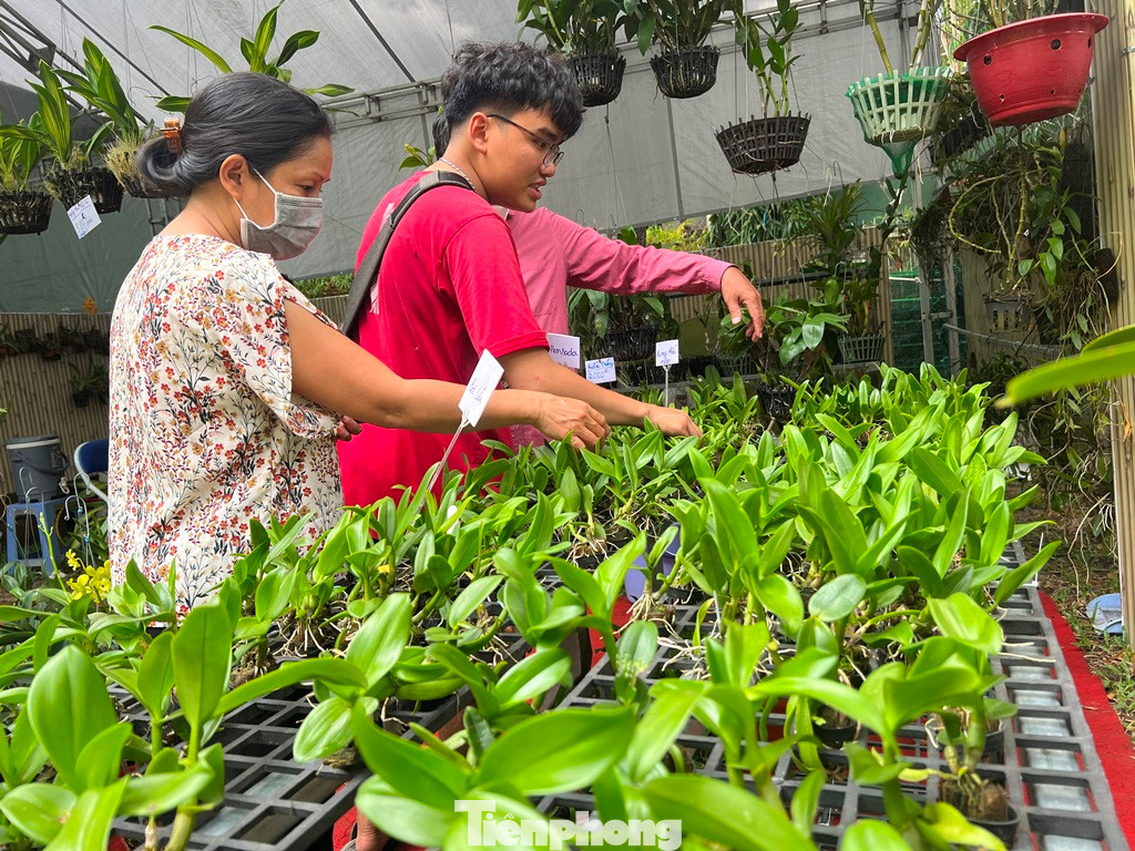 Lan cấy mô chỉ có giá từ 30.000 đồng/cây.