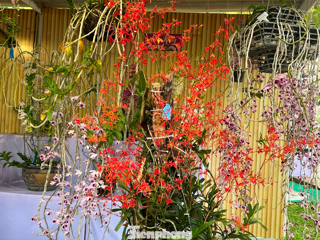 Giỏ hoa lan độc đáo, lạ mắt