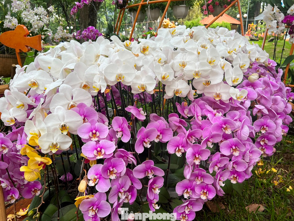 Những chậu lan khổng lồ được tạo thành từ hàng trăm cành lan mokara, Ngọc Điểm...