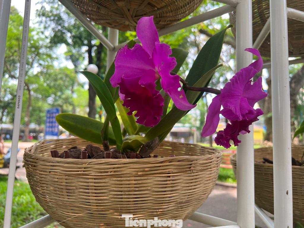 Một cây lan nhỏ nhưng cành hoa lớn, có màu tím đẹp mắt
