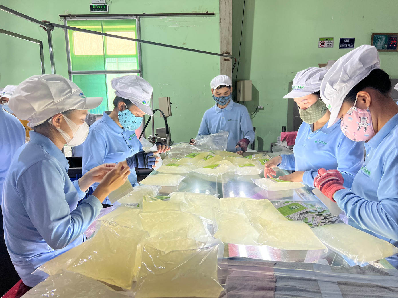 Chế biến nha đam xuất khẩu tại Công ty CP G.C Food.