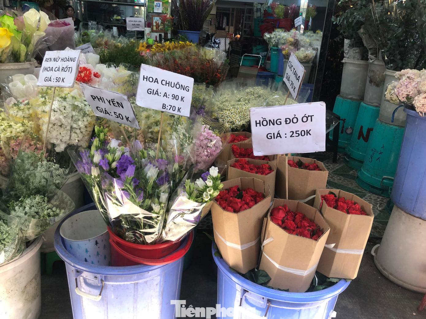 Hoa hồng có giá tăng gấp đôi ngày thường, dự kiến trong ngày 14/2, giá sẽ còn tăng hơn. Hoa hồng có giá tăng gấp đôi ngày thường, dự kiến trong ngày 14/2, giá sẽ còn tăng hơn.