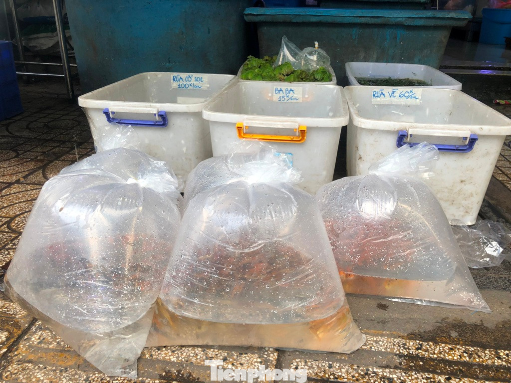 Cá chép tiễn Táo quân.