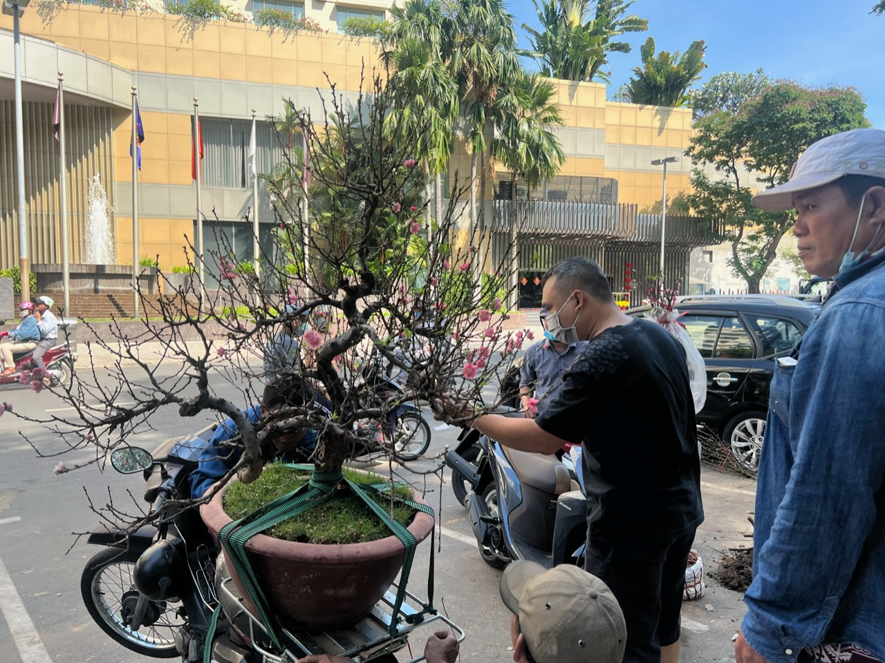 Một cây đào phai chuẩn bị về với gia chủ