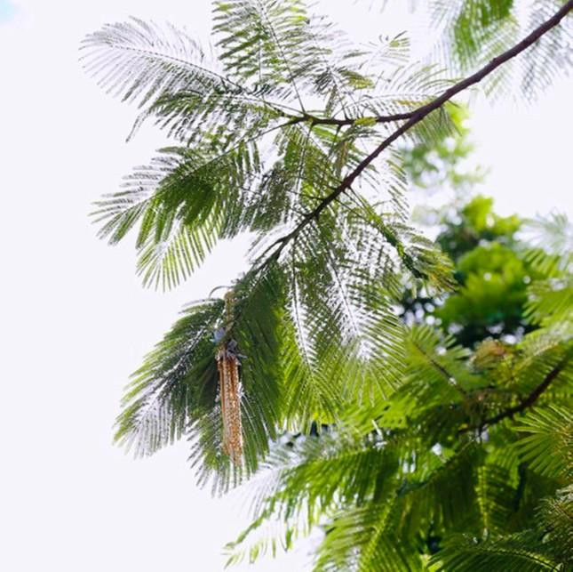 Vàng được đối tượng Ngô Văn Quốc ném ra đường vướng trên cành cây. Vàng được đối tượng Ngô Văn Quốc ném ra đường vướng trên cành cây.