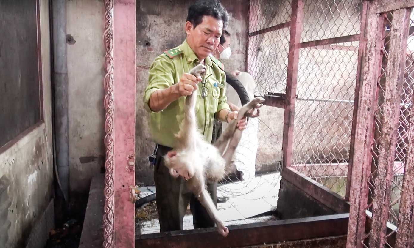 Cán bộ kiểm lâm thực hiện gây mê 5 con khỉ và đưa về Trạm cứu hộ động vật hoang dã Củ Chi chăm sóc, trước khi thả về tự nhiên. Ảnh: CTV
