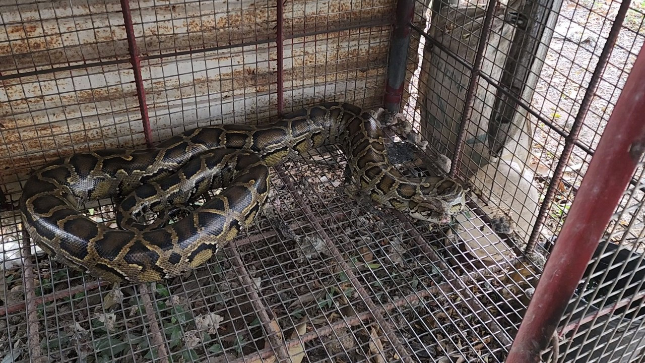 Con trăn được ông Phi nuôi dưỡng. Ảnh: CTV Con trăn được ông Phi nuôi dưỡng. Ảnh: CTV