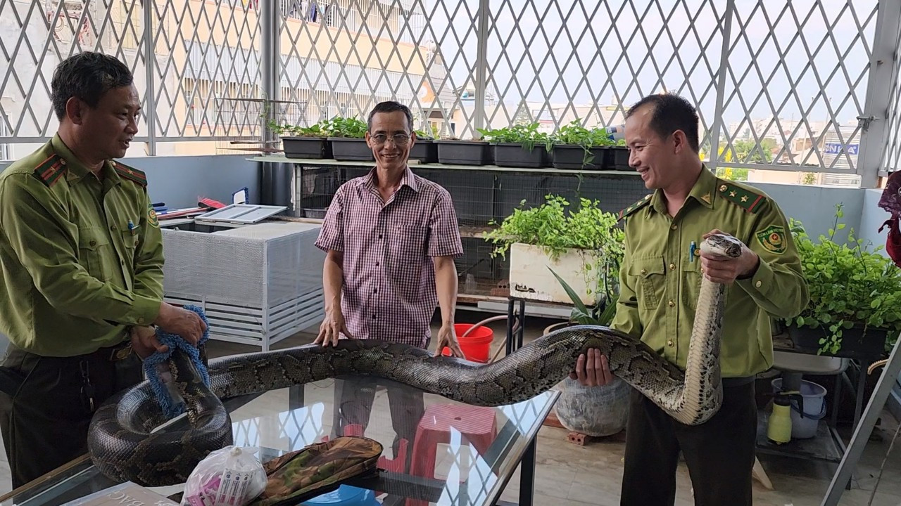Lực lượng chức năng tiếp nhận con trăn đất. Ảnh: CTV Lực lượng chức năng tiếp nhận con trăn đất. Ảnh: CTV