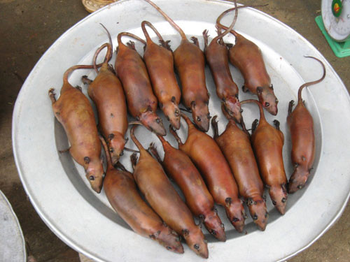 Chuột bán ở chợ