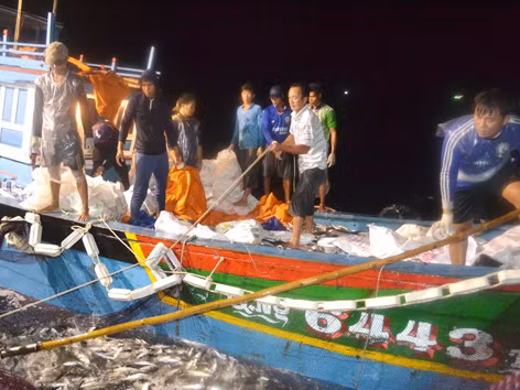 Mẻ cá 25 tấn của tàu anh Viên đánh bắt trong một đêm ở Hoàng Sa