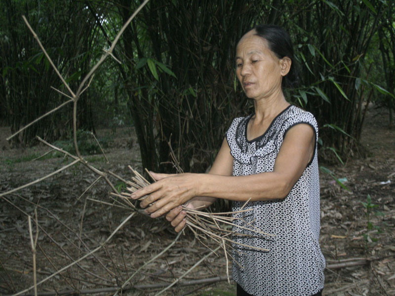 Bà Gái tìm rong cho cò làm tổ 