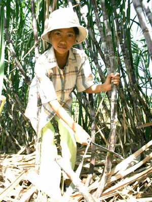 Em Trần Thị Hằng đang chặt mía thuê. Ảnh: Việt An