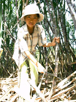 Em Trần Thị Hằng đang chặt mía thuê. Ảnh: Việt An