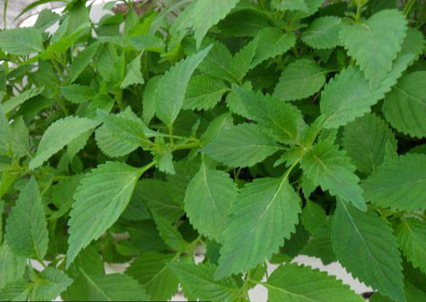 Kinh giới. Kinh giới