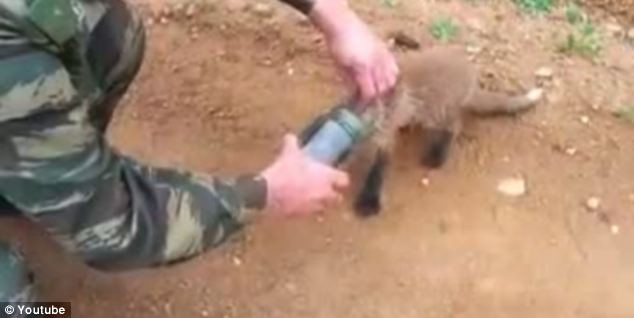 Cuối cùng, người đàn ông một tay cầm chai, một tay cầm cổ chú cáo kéo nhẹ 