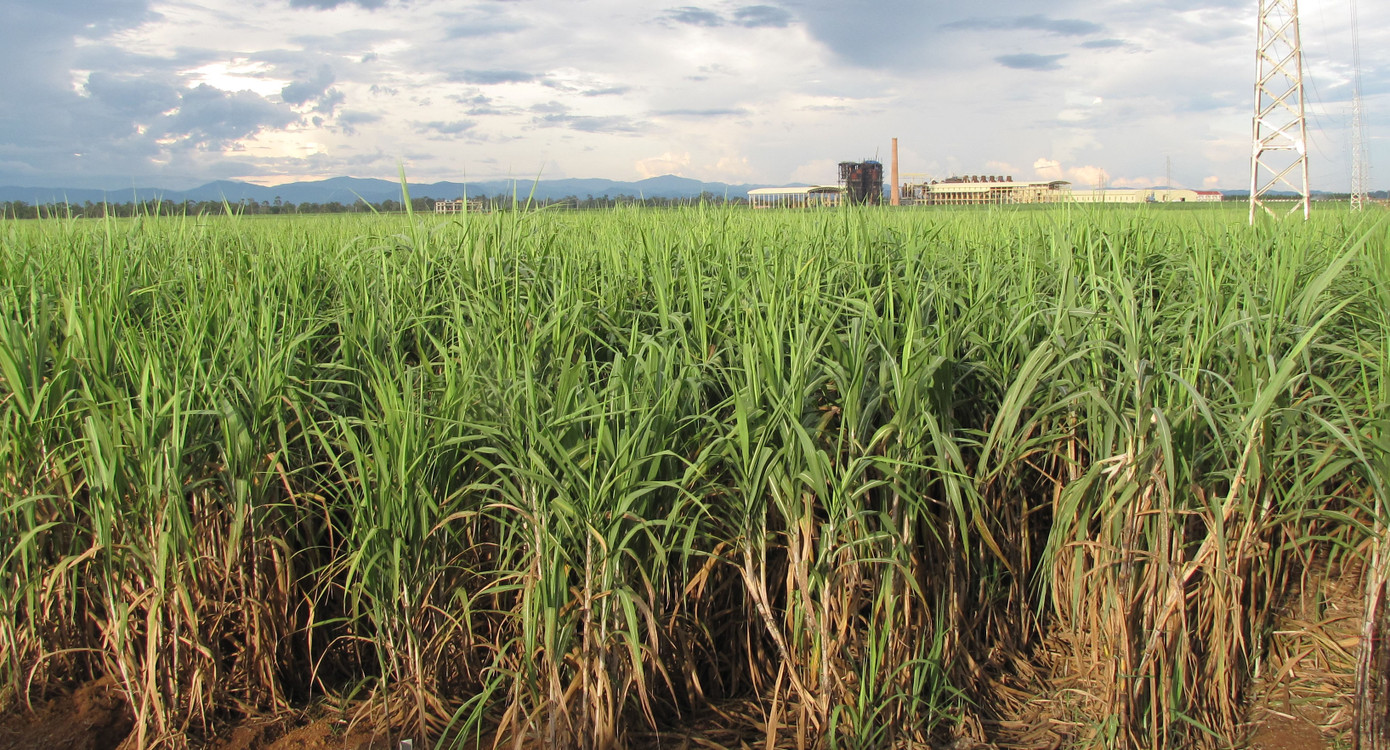 Nhà máy đường bên cạnh đồng mía