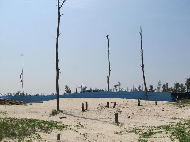 Rừng phòng hộ xanh tốt một thời ở Phong Hải giờ chỉ còn trơ gốc