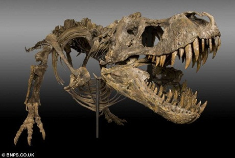 Cận cảnh hàm răng đáng sợ của một con khủng long ăn thịt T-rex. Cận cảnh hàm răng đáng sợ của một con khủng long ăn thịt T-rex