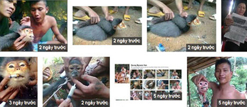 Hình ảnh hành xác voọc